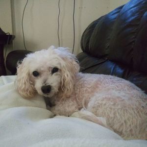 Meet your Posher, Olga